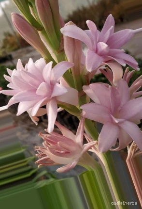 augmented_Polianthes tuberosa flower7_0_2032.jpeg